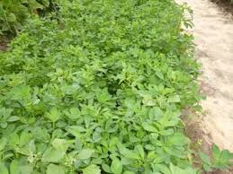 Imagen de Alfalfa CUF 101 Imp. Pelet.